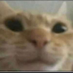 Meet your Posher, Chrissy